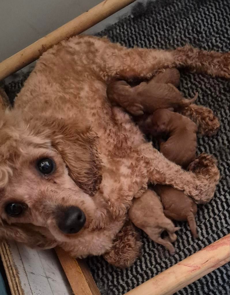 Toy poedel raszuiver 4 teefjes 1reutje., Poedel, Parvo, 8 tot 15 weken, Meerdere