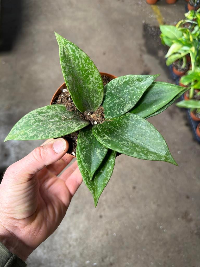 Hoya rangsan 'Star of Borneo' - Zeldzame kamerplant, Huis en Inrichting, Kamerplanten, Ophalen of Verzenden