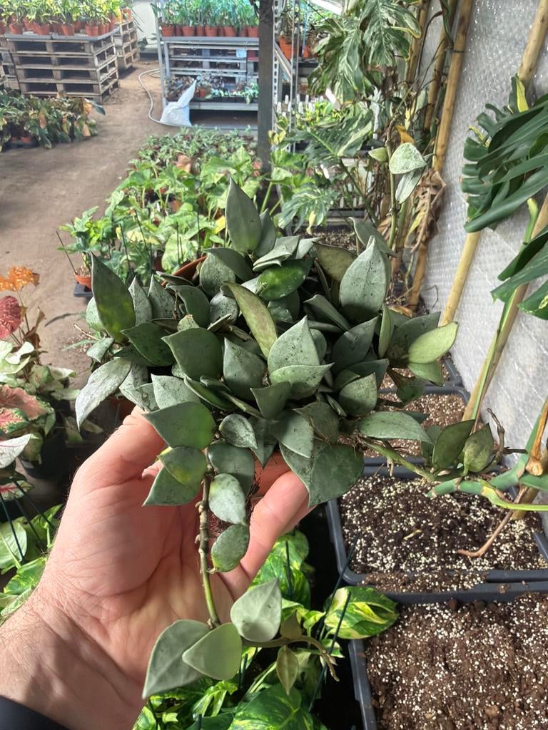 Hoya krohniana Eskimo - Zeldzame wasbloem in 12cm pot, Huis en Inrichting, Kamerplanten, Ophalen of Verzenden