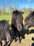 Shetlander te koop, Niet van toepassing, 0 tot 2 jaar, Hengst, A pony (tot 1.17m)