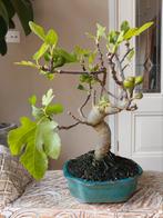 Ficus Carica 'Vijg' bonsai, Bloeit niet, Halfschaduw, Minder dan 100 cm, Overige soorten
