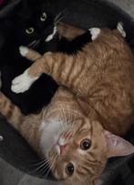 Lieve broer en zus!, Dieren en Toebehoren, Meerdere dieren, Kortharig, 0 tot 2 jaar