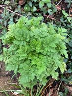 Moederkruid, wit bloeiend, inheems, Tuin en Terras, Volle zon, Vaste plant, Zomer, Ophalen