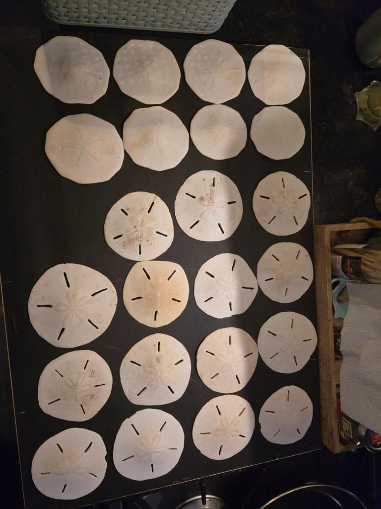 Nog enkelen zanddollers, grote met gaatjes zijn op, Ophalen of Verzenden