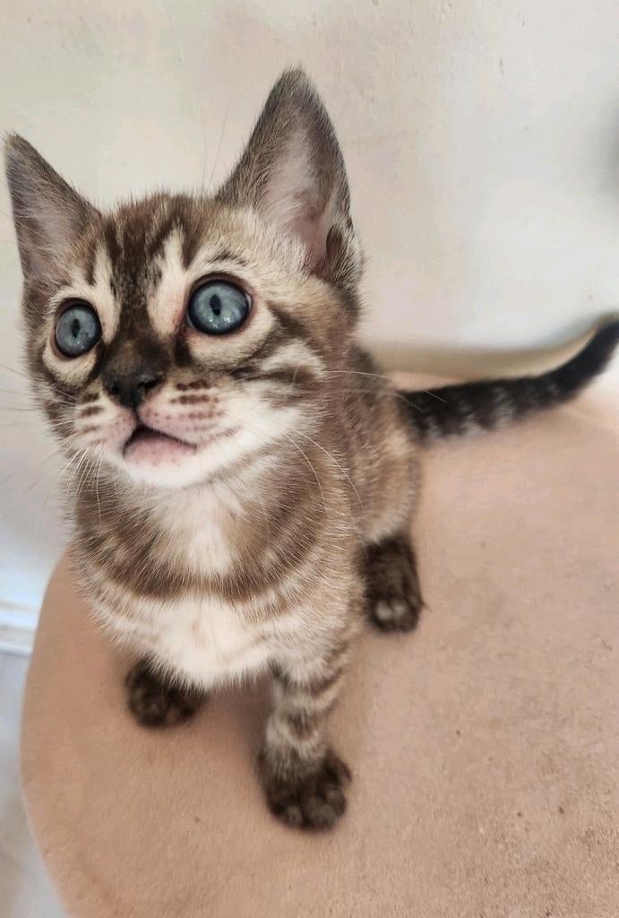 Nog 2 snow bengaal katers met Stamboom, Dieren en Toebehoren, Meerdere dieren, Gechipt