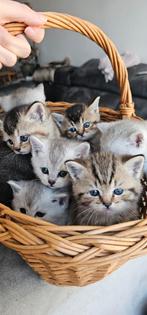 Britse korthaar kittens, Meerdere dieren, Ontwormd