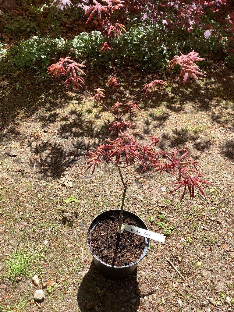 Japanse esdoorn, Tuin en Terras, Planten | Bomen, Ophalen, Bloeit niet, Halfschaduw, Overige soorten