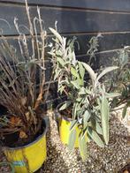 Biologische salie, Ophalen of Verzenden, Eenjarig, Groenteplanten, Volle zon