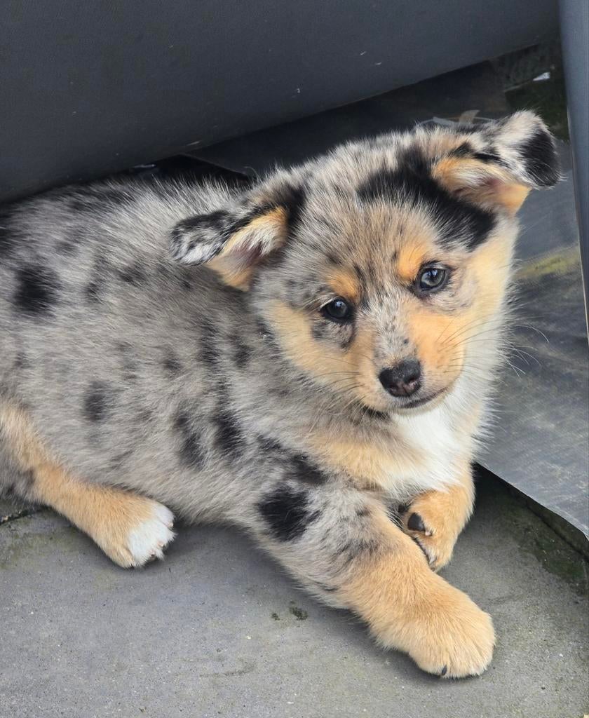 Mooie lieve pomsky / corgi mix pup pups, Parvo, 8 tot 15 weken, Meerdere, Meerdere dieren