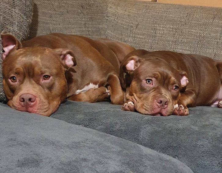 Laatste American Bully XL pup uit het nest, Dieren en Toebehoren, Honden | Bulldogs, Pinschers en Molossers, Reu, Overige rassen