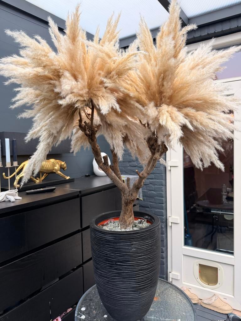 Grote Pampas pluimen boom in pot, Tuin en Terras, Ophalen, Volle zon, Vaste plant, Siergrassen