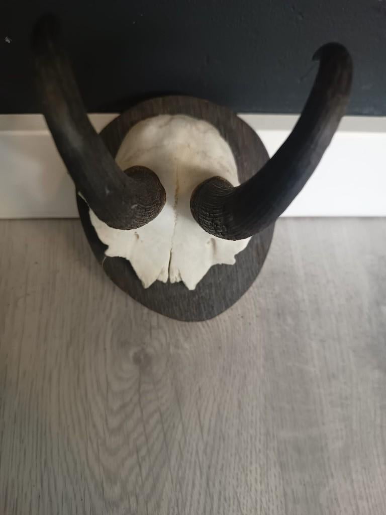 Gewei bok op plaat, Ophalen, Zo goed als nieuw, Hert, Gewei of Kop