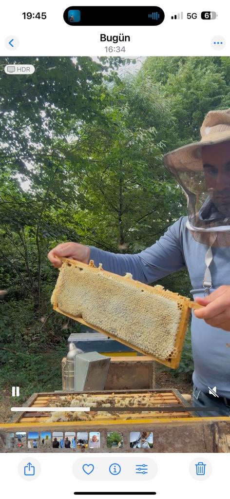 Bijenkast plaatsen gezocht, Bijen