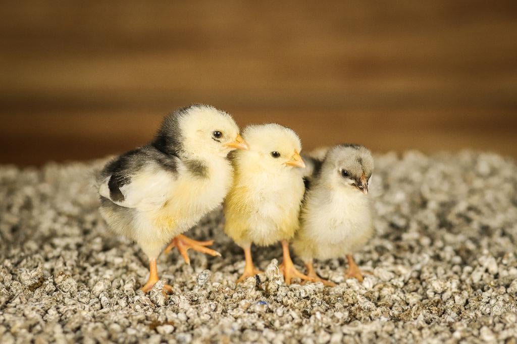 Wyandotte kriel kippen kuikens | Gesekst en Ingeënt, Vrouwelijk, Kip