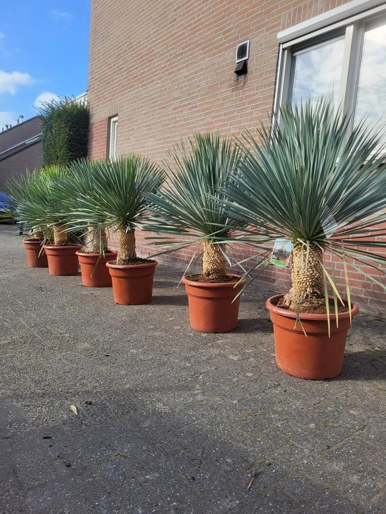 Yucca rostrata xxl, Ophalen of Verzenden, Overige soorten, Volle zon