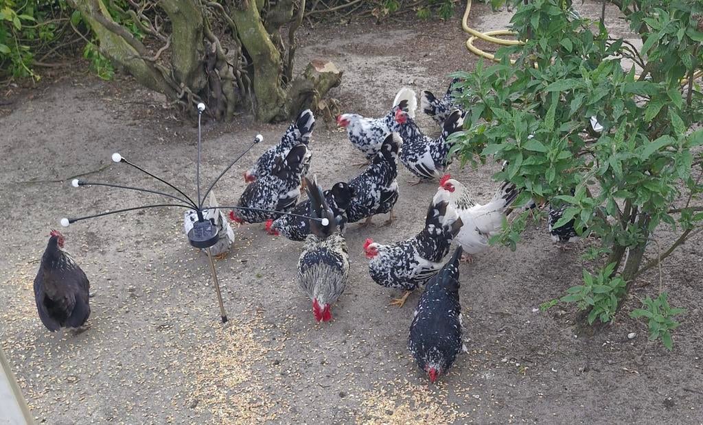 Chabo kipjes, Dieren en Toebehoren, Pluimvee