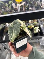 Alocasia Melo Albo Variegata, Overige soorten, In pot, Minder dan 100 cm, Bloeiende kamerplant