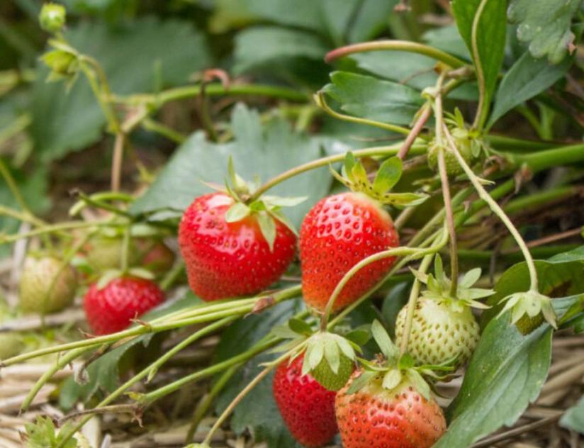 Favori Aardbeiplant - Heerlijke Zomerkoninkjes, Tuin en Terras, Planten | Tuinplanten, Ophalen, Volle zon, Vaste plant, Fruitplanten