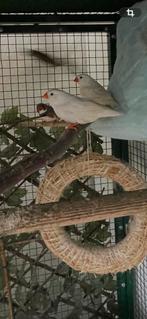 Zebravinken (m/v) in diverse kleuren te koop, Dieren en Toebehoren, Meerdere dieren, Tropenvogel