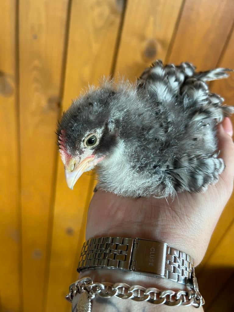 Amrock kuikens, Dieren en Toebehoren, Pluimvee, Mannelijk, Kip