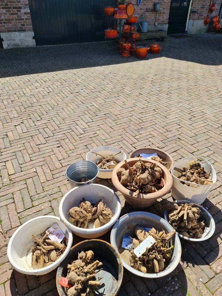 Dahliaknollen, Tuin en Terras, Ophalen, Nieuw