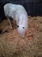 Pony's te koop, Dieren en Toebehoren, Pony's, Hengst, 0 tot 2 jaar