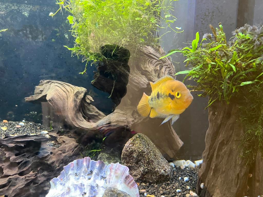 Koppel zebra cichliden, Dieren en Toebehoren, Vissen | Aquariumvissen, Vis