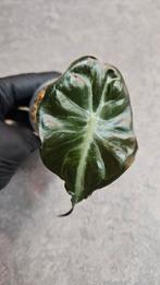 Alocasia Venom, Ophalen of Verzenden, Halfschaduw, Minder dan 100 cm