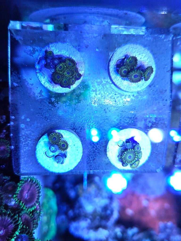 Golden hornet zoanthus koraal stekken softkoraal, Ophalen