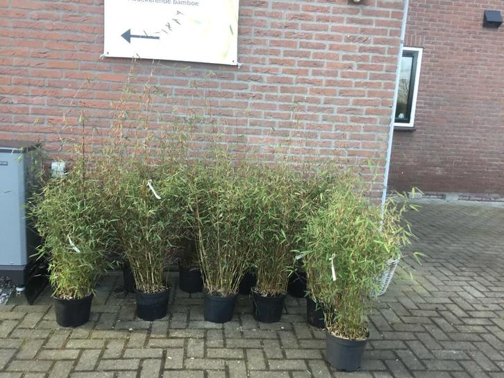 Fargesia Jiuzhaigou Genf, niet woekerende bamboe!!!, Tuin en Terras, Planten | Struiken en Hagen, Haag, Bamboe, 250 cm of meer