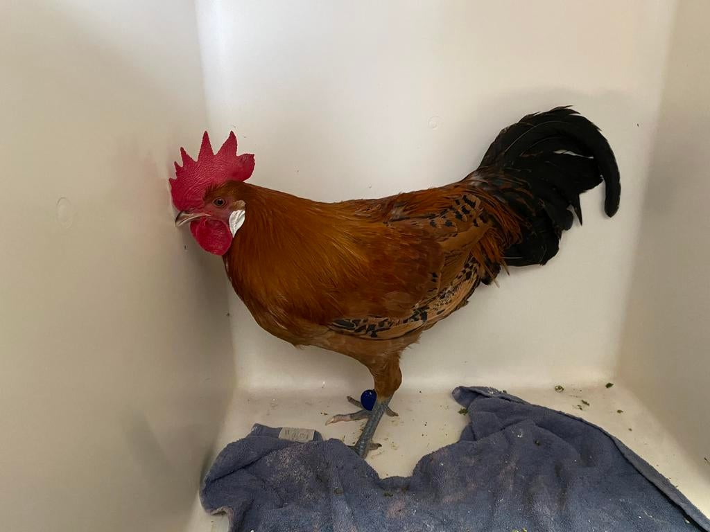 Arthur, mooie groninger meeuw, Dieren en Toebehoren, Pluimvee, Kip, Mannelijk