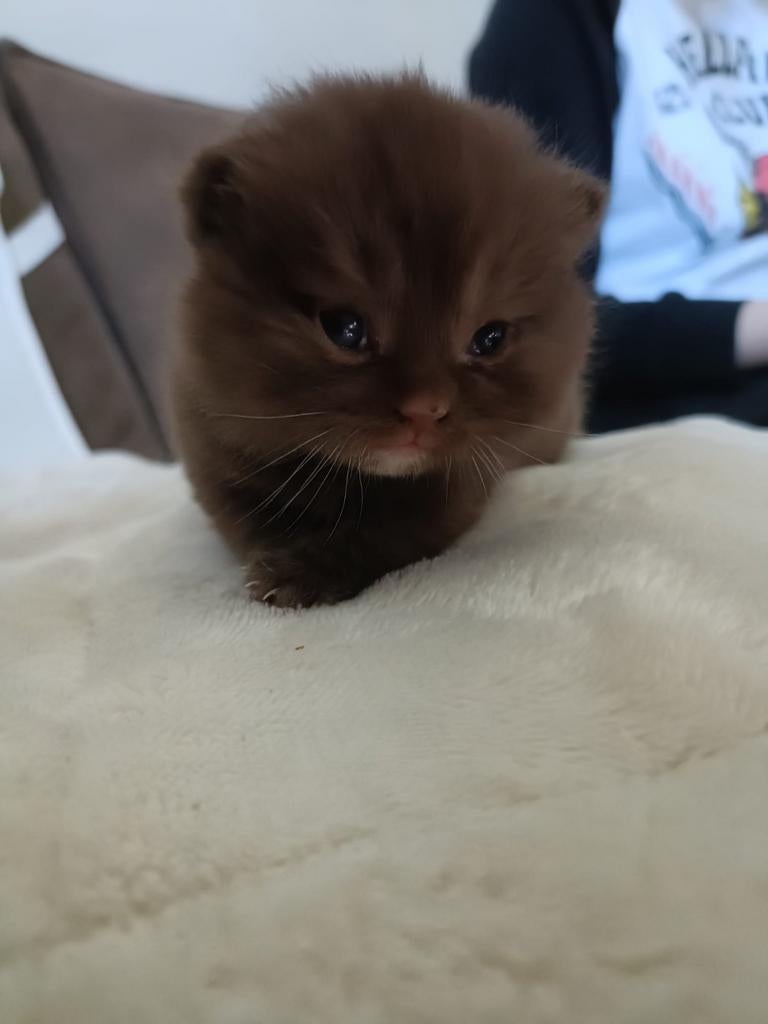 Britse korthaar kittens te koop met stamboom en DBE, Dieren en Toebehoren, Meerdere dieren, Met stamboom