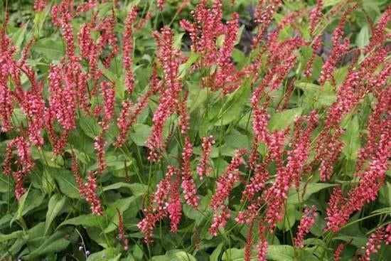 Rode Duizendknoop - Persicaria amplexicaulis, Tuin en Terras, Planten | Tuinplanten, Volle zon, Vaste plant, Zomer, Ophalen