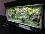 Compleet ingericht paludarium met kikkers, Ophalen, Zo goed als nieuw