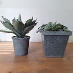 Vetplanten kunst 2x, Ophalen, Halfschaduw, Minder dan 100 cm