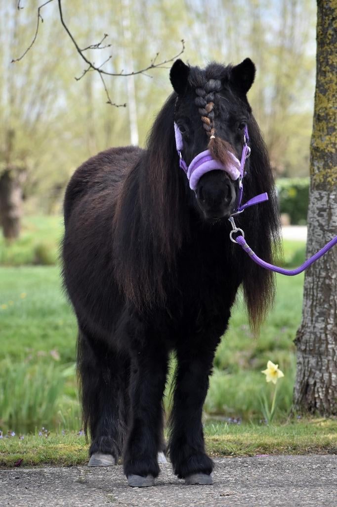 **HELE KNAPPE , LIEVE EN GROTE  NSPS SHETLANDER RUIN **, Met stamboom, Ruin, Niet van toepassing, 0 tot 2 jaar