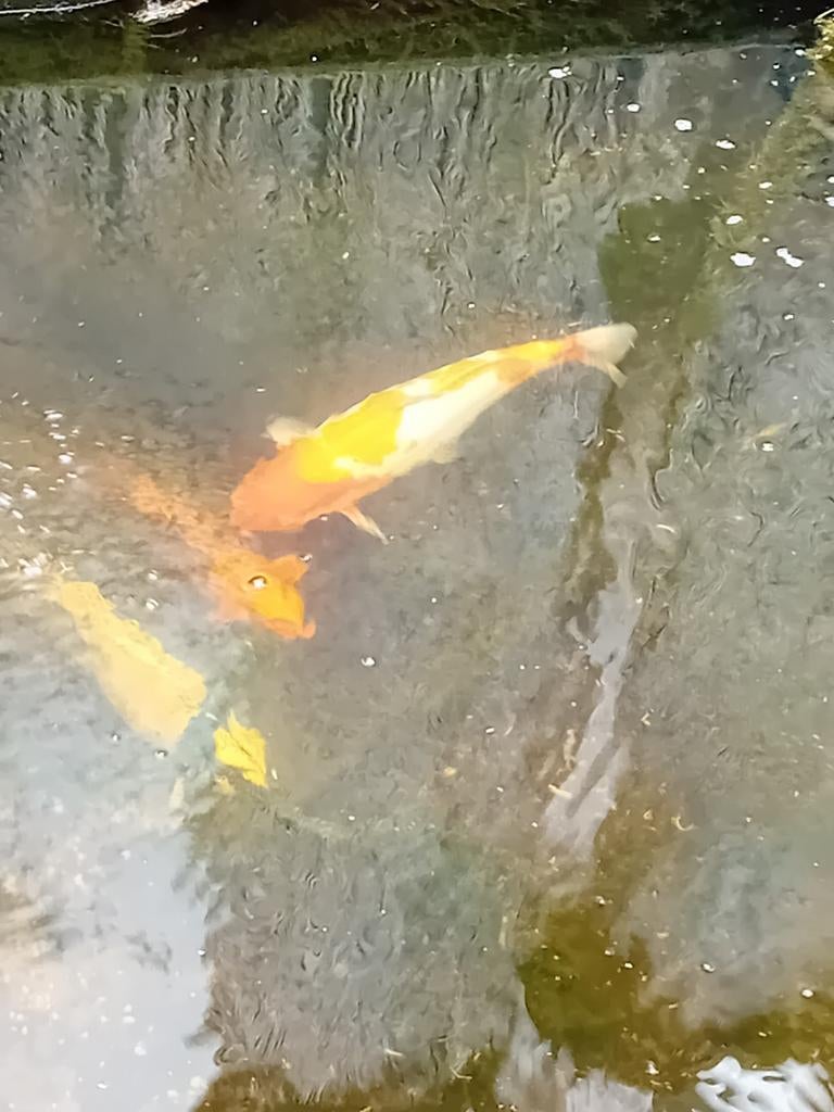 Kooi karpers, Dieren en Toebehoren, Vissen | Vijvervissen, Karper of Koi