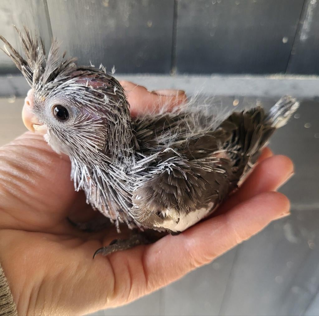 Tzt jonge handtamme valkparkieten beschikbaar., Dieren en Toebehoren, Vogels | Parkieten en Papegaaien, Meerdere dieren, Parkiet