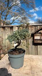 Juniperes squamata pre bonsai, Tuin en Terras, Ophalen, Bloeit niet, Halfschaduw, Overige soorten