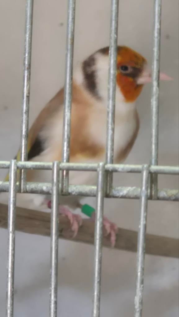 Majoor putter man 2023, Dieren en Toebehoren, Mannelijk, Bastaard