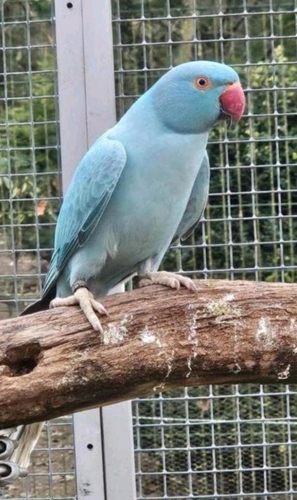 2 x blauwe opaline split witkopwitstaart halsbandparkiet, Vrouwelijk, Parkiet, Geringd