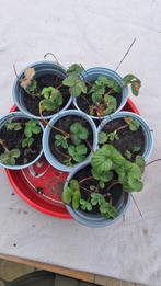 Aardbeien plantjes / stekjes en frambozen stekjes, Ophalen, Volle zon