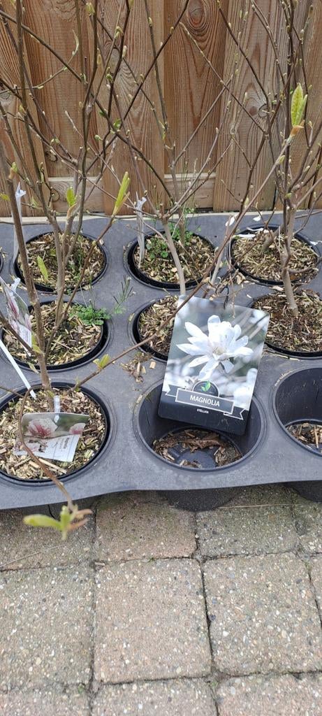 Magnolia 'Stellata' - Ster Magnolia, Tuin en Terras, Ophalen, Overige soorten, Halfschaduw