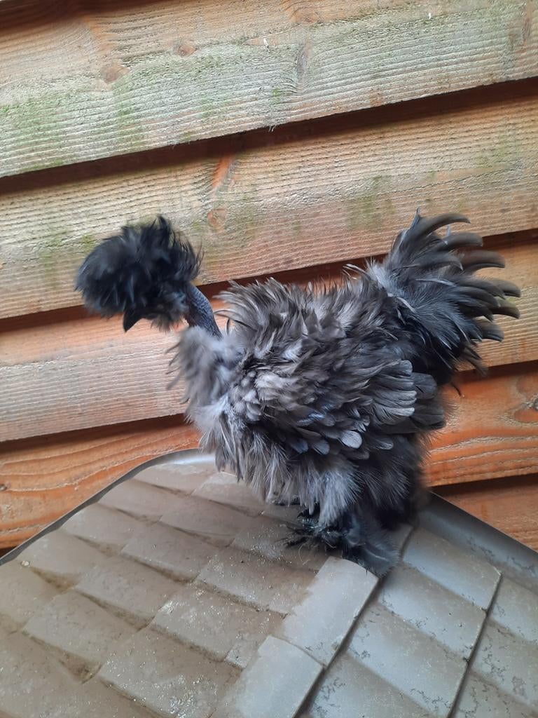 Mooie jonge Showgirl - naakthals Zijdehoen krulveer blauw, Mannelijk, Kip