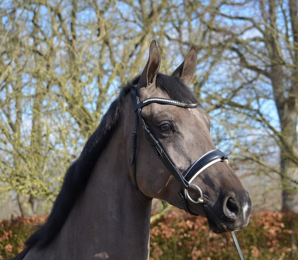 4 jarige dressuur ruin Le Formidable, Dieren en Toebehoren, Paarden, Ruin, Dressuurpaard, 3 tot 6 jaar, 165 tot 170 cm