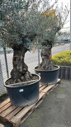 Bonsai olijfboom, Tuin en Terras, Planten | Bomen, Lente, 100 tot 250 cm, Olijfboom, Ophalen