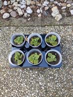 Vingerhoedskruid planten, Volle zon, Tweejarig, Zomer, Ophalen