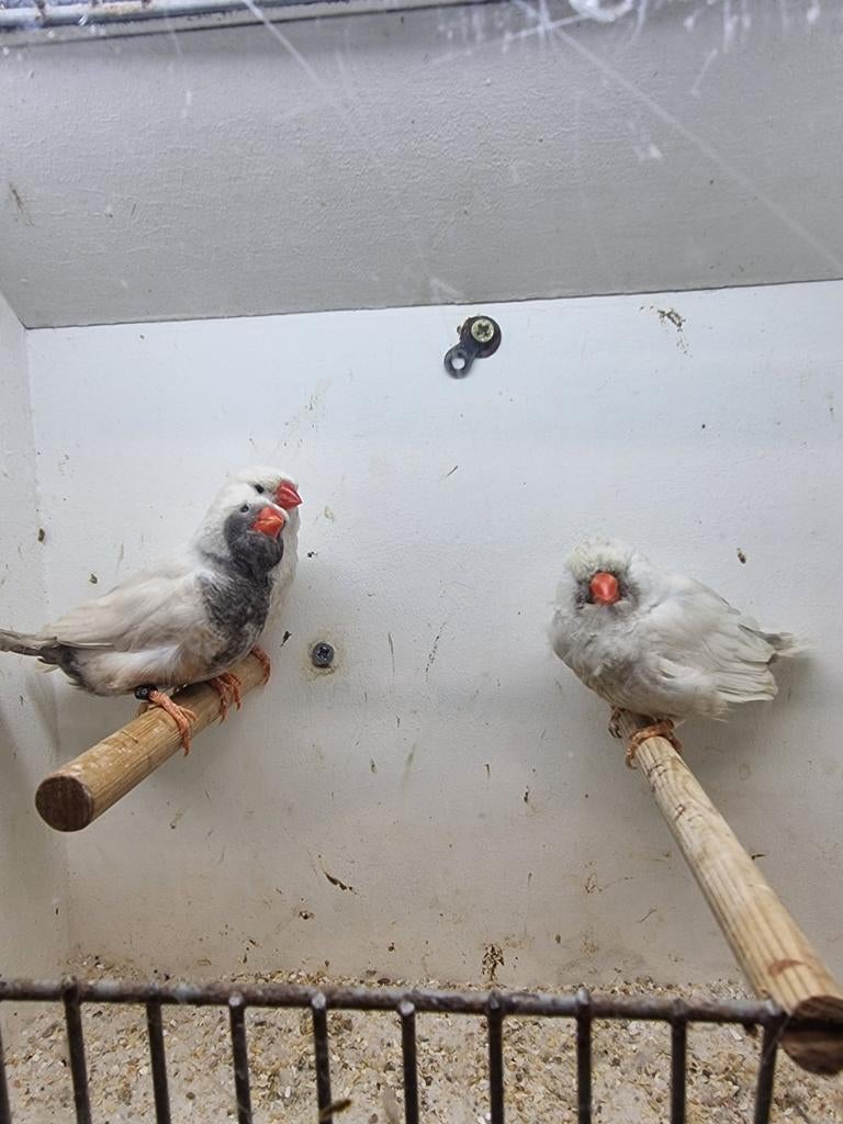 Te koop mannen & poppen Charcoal masker, Dieren en Toebehoren, Vogels | Overige Vogels, Vrouwelijk