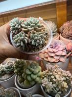 Echeveria J.C. Van Keppel, Huis en Inrichting, Kamerplanten, Verzenden, Halfschaduw, Minder dan 100 cm