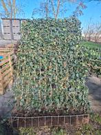 Hedera Haag Kant en Klaar 200x125 - 4 stuks, Ophalen, Zo goed als nieuw, Overige materialen, Tuinhek